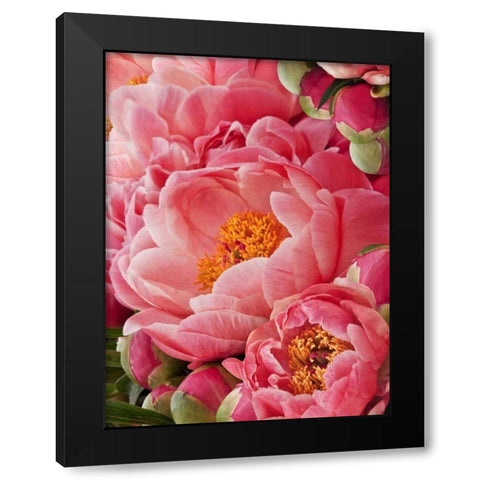 Coral Peonies II Black Modern Wood Framed Art Print with Double Matting by Perry, Rachel