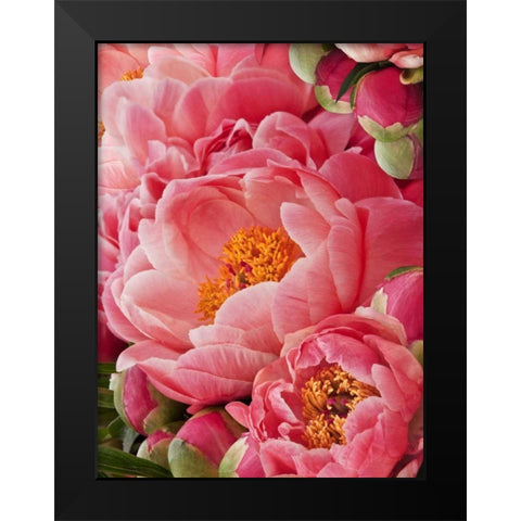 Coral Peonies II Black Modern Wood Framed Art Print by Perry, Rachel