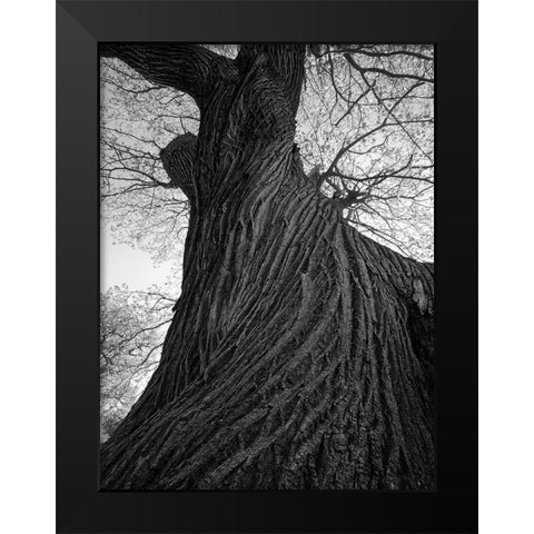 Twister Black Modern Wood Framed Art Print by Henson, Martin