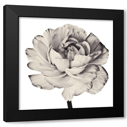 Ghost Flower I Black Modern Wood Framed Art Print with Double Matting by Zalewski, Christine