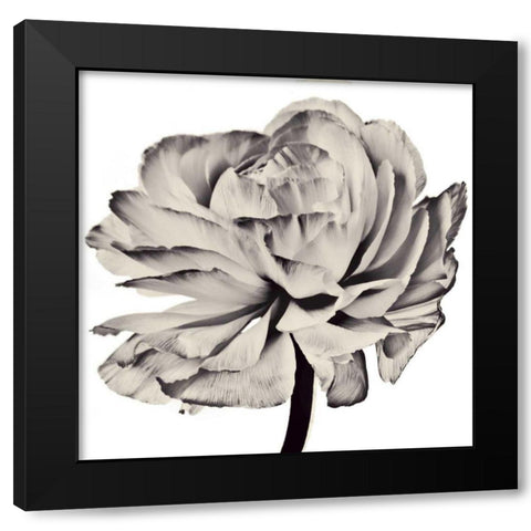 Ghost Flower II Black Modern Wood Framed Art Print by Zalewski, Christine