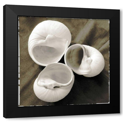 Equalized Shell Trio I Black Modern Wood Framed Art Print by James, Andrea