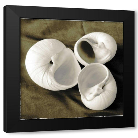 Equalized Shell Trio II Black Modern Wood Framed Art Print by James, Andrea