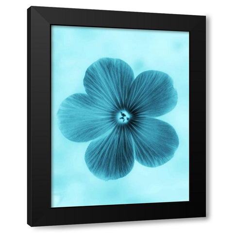 Forget Me Not Blue II Black Modern Wood Framed Art Print by Teton Parchment