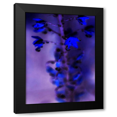 Morning Rain III Black Modern Wood Framed Art Print by Teton Parchment