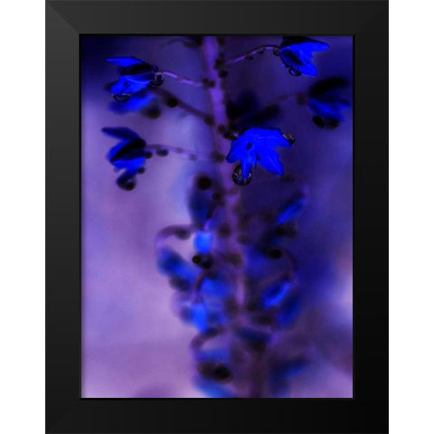 Morning Rain III Black Modern Wood Framed Art Print by Teton Parchment