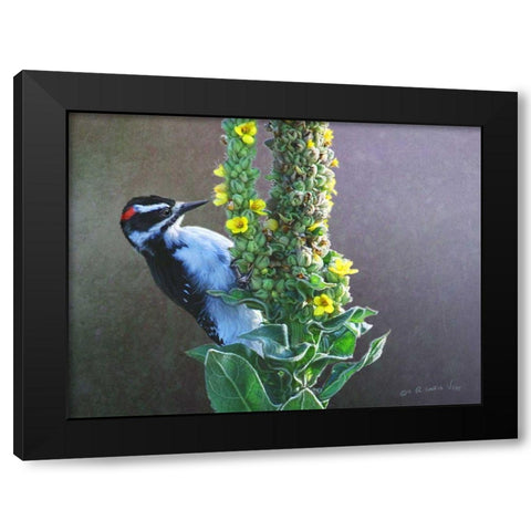 Woodpecker Mullen Black Modern Wood Framed Art Print with Double Matting by Vest, Chris