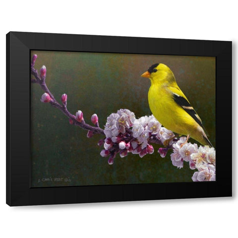 Goldfinch Flowers Black Modern Wood Framed Art Print with Double Matting by Vest, Chris