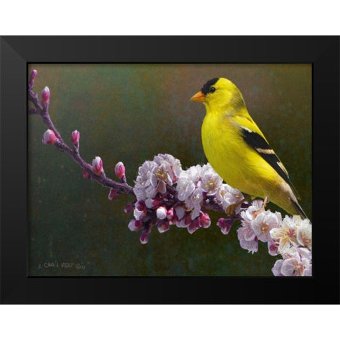 Goldfinch Flowers Black Modern Wood Framed Art Print by Vest, Chris