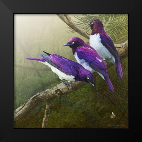 African Starlings Black Modern Wood Framed Art Print by Vest, Chris