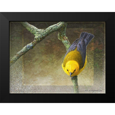 Prothonotary Black Modern Wood Framed Art Print by Vest, Chris