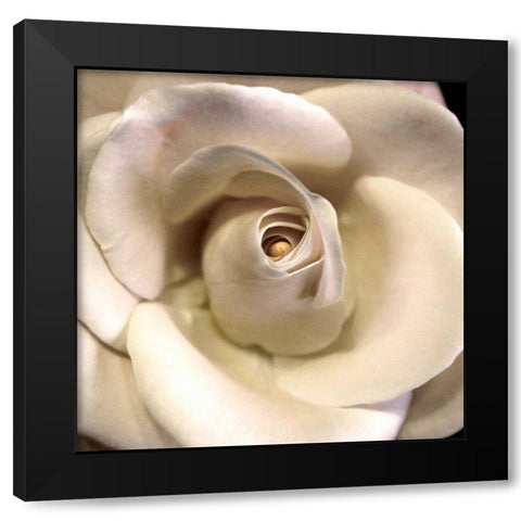 Blushing Rose I Black Modern Wood Framed Art Print by Chester, Colby