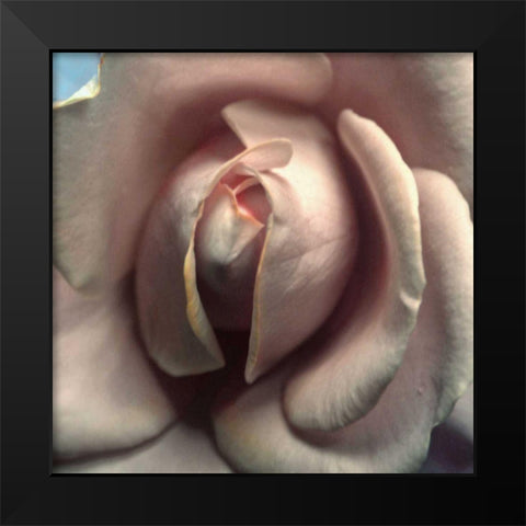 Blushing Rose II Black Modern Wood Framed Art Print by Chester, Colby