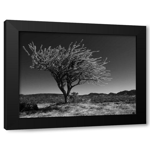 Start Spring Tree Black Modern Wood Framed Art Print by Nalbandian, Nish