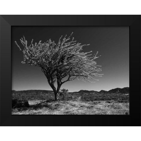 Start Spring Tree Black Modern Wood Framed Art Print by Nalbandian, Nish