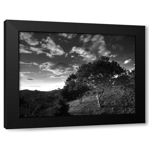 Evening Jungle Trees Black Modern Wood Framed Art Print with Double Matting by Nalbandian, Nish