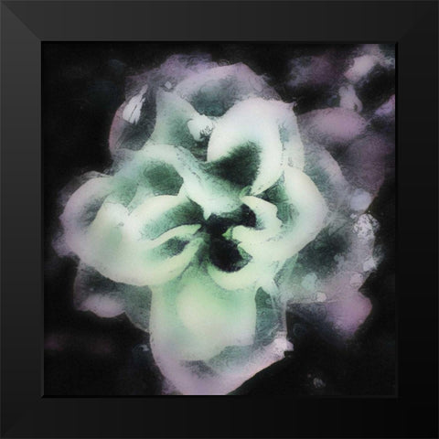 Evening Rose II Black Modern Wood Framed Art Print by Harrington, Danielle