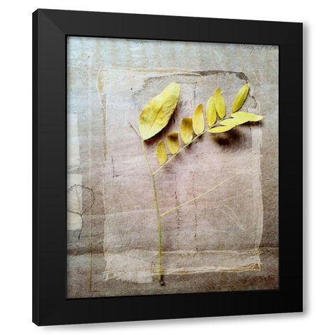 Herbarium V Black Modern Wood Framed Art Print by Blixt, Ingrid