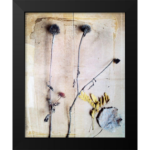 Herbarium VII Black Modern Wood Framed Art Print by Blixt, Ingrid