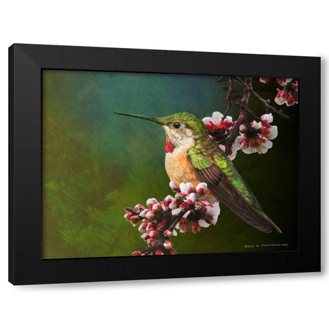 Hummer with Blossoms Black Modern Wood Framed Art Print with Double Matting by Vest, Chris