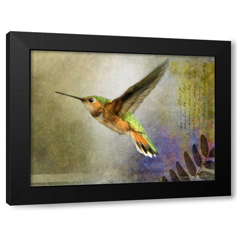 Hummer Flight Black Modern Wood Framed Art Print with Double Matting by Vest, Chris