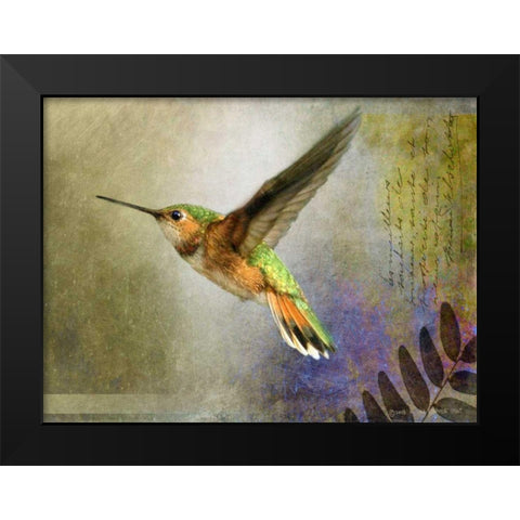 Hummer Flight Black Modern Wood Framed Art Print by Vest, Chris