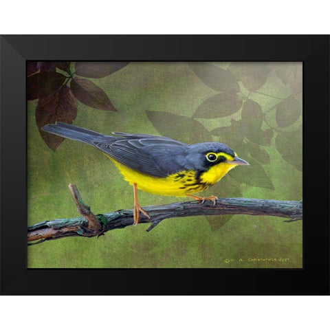 Canada Warbler Black Modern Wood Framed Art Print by Vest, Chris