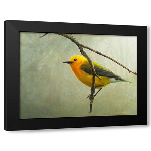 Prothonotary Warbler Black Modern Wood Framed Art Print by Vest, Chris