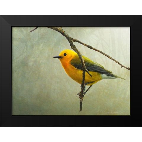 Prothonotary Warbler Black Modern Wood Framed Art Print by Vest, Chris