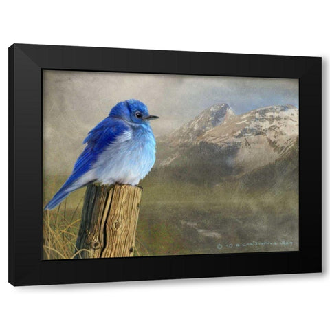 Mountain Blue Bird Black Modern Wood Framed Art Print by Vest, Chris