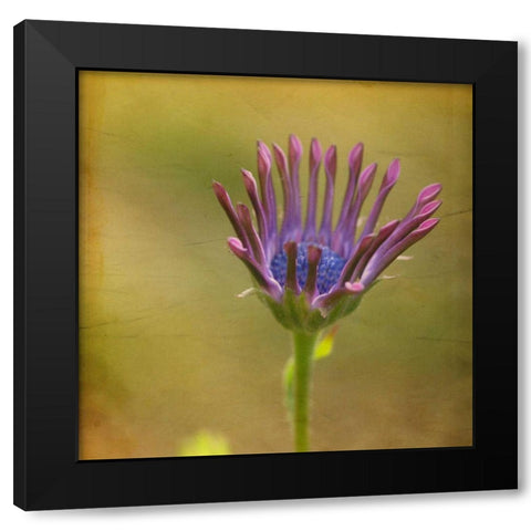 Waiting on Purple III Black Modern Wood Framed Art Print with Double Matting by Jorgensen, Jennifer