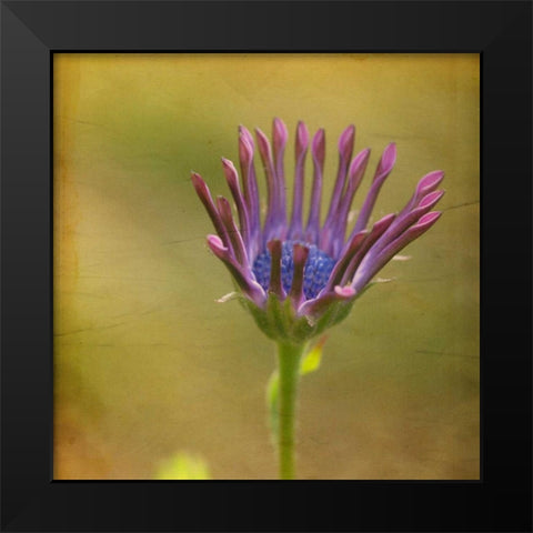 Waiting on Purple III Black Modern Wood Framed Art Print by Jorgensen, Jennifer