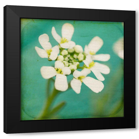White Flowers III Black Modern Wood Framed Art Print by Jorgensen, Jennifer