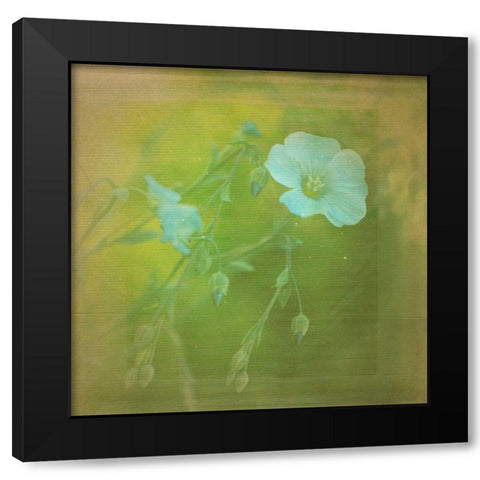 White Flowers VI Black Modern Wood Framed Art Print by Jorgensen, Jennifer