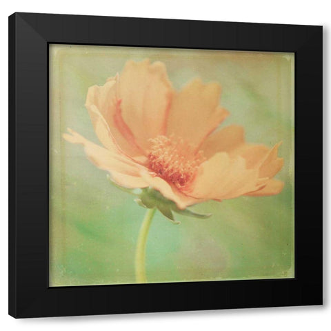 Dream in Pink I Black Modern Wood Framed Art Print with Double Matting by Jorgensen, Jennifer