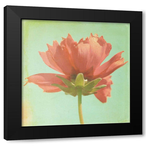 Dream in Pink VII Black Modern Wood Framed Art Print with Double Matting by Jorgensen, Jennifer
