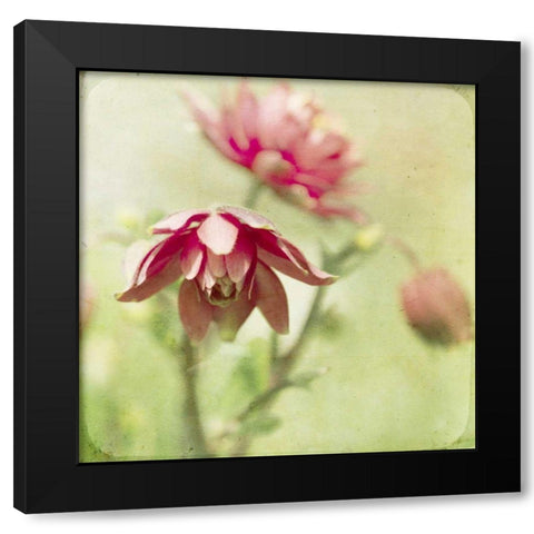 Dream in Pink VIII Black Modern Wood Framed Art Print by Jorgensen, Jennifer
