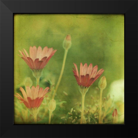 Dream in Pink IX Black Modern Wood Framed Art Print by Jorgensen, Jennifer