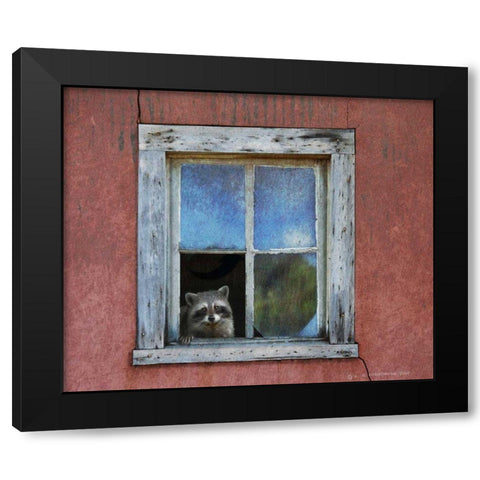 Raccoon Window Black Modern Wood Framed Art Print with Double Matting by Vest, Chris
