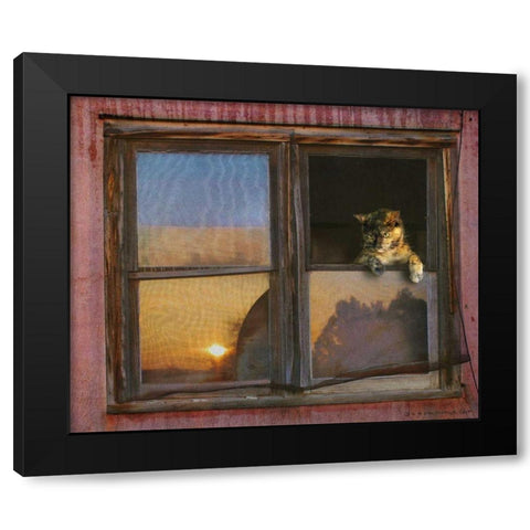 Kitten Window Black Modern Wood Framed Art Print with Double Matting by Vest, Chris