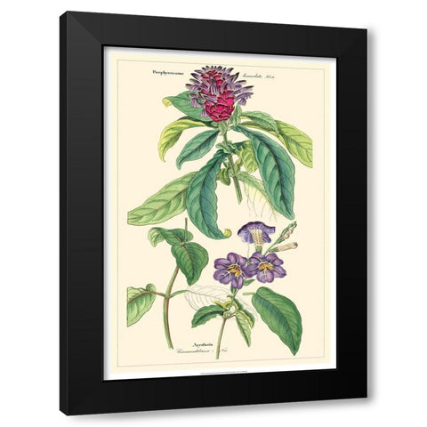 Dietrich Botanical III Black Modern Wood Framed Art Print by Dietrich