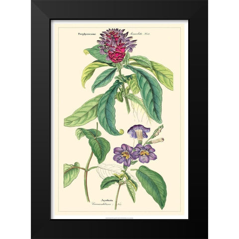 Dietrich Botanical III Black Modern Wood Framed Art Print by Dietrich