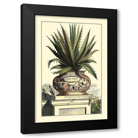 Antique Munting Aloe I Black Modern Wood Framed Art Print with Double Matting by Munting, Abraham