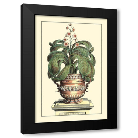 Antique Munting Aloe II Black Modern Wood Framed Art Print by Munting, Abraham