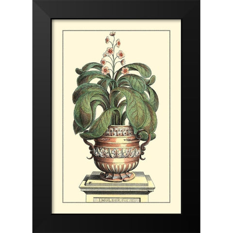 Antique Munting Aloe II Black Modern Wood Framed Art Print by Munting, Abraham