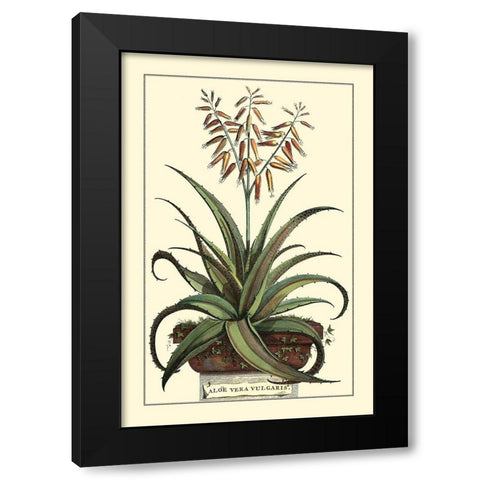Antique Munting Aloe III Black Modern Wood Framed Art Print by Munting, Abraham