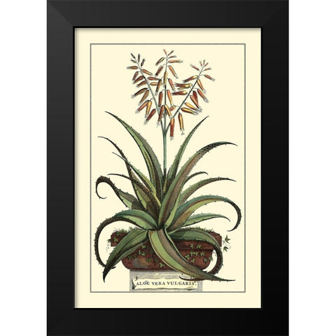 Antique Munting Aloe III Black Modern Wood Framed Art Print by Munting, Abraham