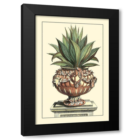 Antique Munting Aloe IV Black Modern Wood Framed Art Print with Double Matting by Munting, Abraham