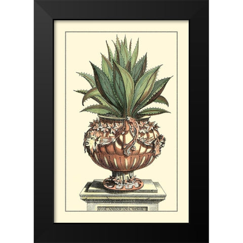 Antique Munting Aloe IV Black Modern Wood Framed Art Print by Munting, Abraham