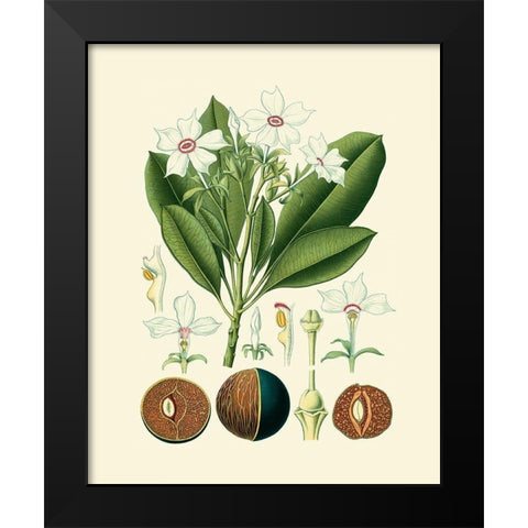 Botanical Glory IV Black Modern Wood Framed Art Print by Vision Studio